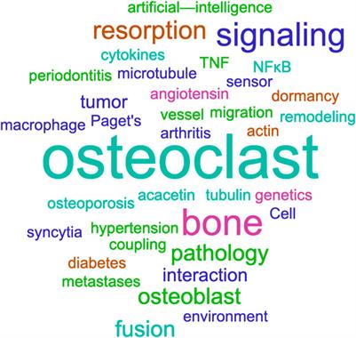 Editorial: New perspectives on osteoclasts in health and disease